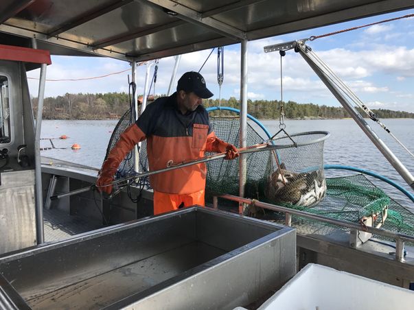 Bilden visar en man, fiskaren, som står på en båt och håller en håv som är full av färsk fisk.